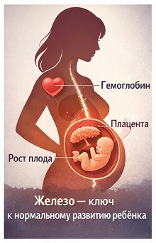 Значение железа во время беременности