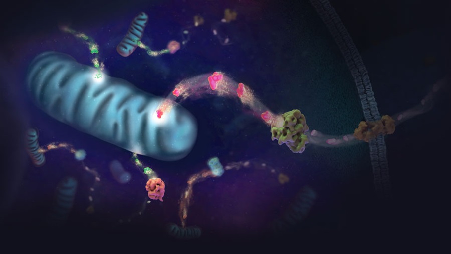 Фармакологические особенности Тиазолина