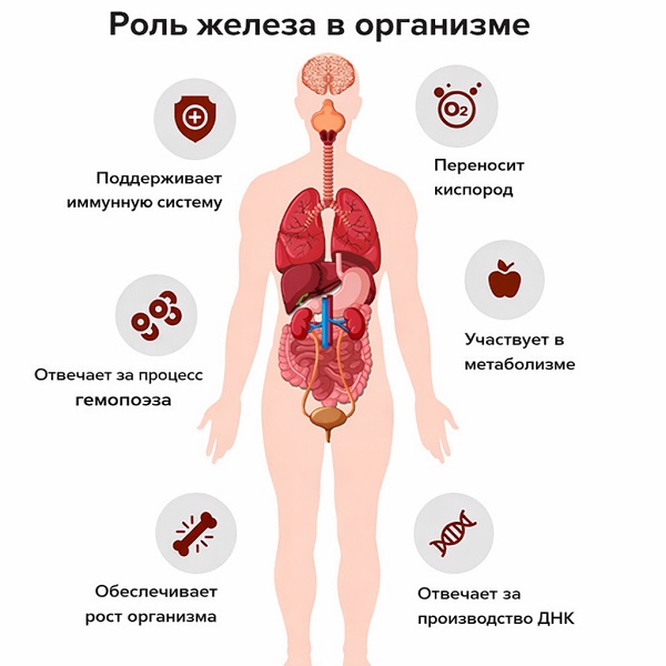Роль железа в организме
