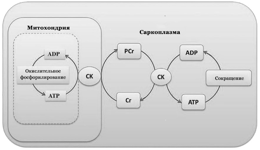 Рисунок 2 – Схема креатинфосфатного челнока.